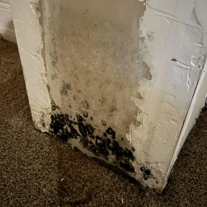 Professional Mold Removal in Berry, AL